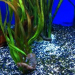 Ozeaneum