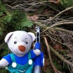 Pauli fällt Bäume (3)