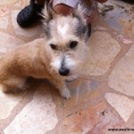 Fuchur - unser Haushund
