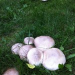 Paulis Pilze (3)