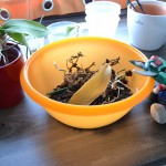 Paulis Orchideen Babys (4)