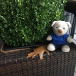 Pauli macht den Garten winterfest