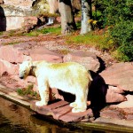 Tiergarten Nürnberg - Eisbärenn