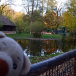 Rote Flamingos - Tiergarten Nürnberg