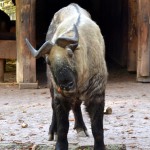 Pinselohrschwein Tiergarten Nürnberg