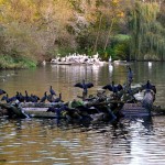 Tiergarten Nürnberg - Blesshühner