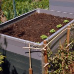 Hochbeet nach 2 Wochen (1)