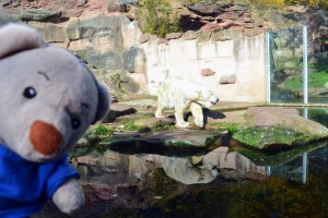 Nic im Zoo