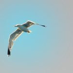 pauli-im-nationalpark-kornati-1